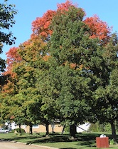 Fall West Park Elmwood IL